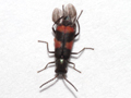 Anthocomus fasciatus